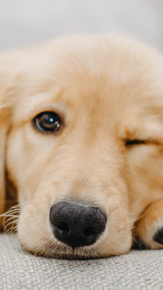 golden retriever puppy lying on white textile